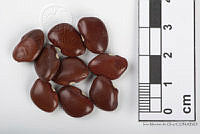 IMDOC2543 Phaseolus lunatus.jpg