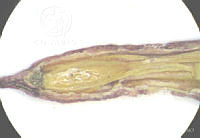 SL3023 Lythrum gracile.jpg