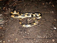 PJ016 0299 Leptodeira polysticta.JPG