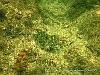 JAJ1073 Urobatis jamaicensis.jpg