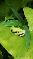 JJE02 Agalychnis callidryas.jpg