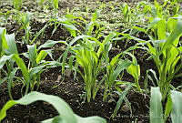 ARS00466 Zea mays.jpg