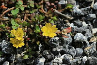 JF078 0608 Portulaca oleracea.jpg