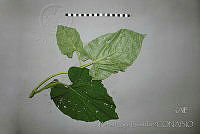 RBB0407 Piper auritum.jpg