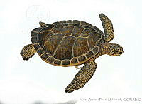 MAPM0908 Chelonia mydas.jpg