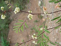 OTVBK029 0008 Acaciella angustissima.jpg