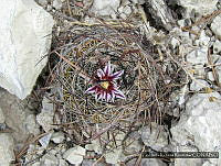 FIRR0129 Stenocactus multicostatus.JPG