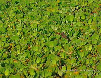 TE001 0176 Hábitat Caiman crocodilus.jpg