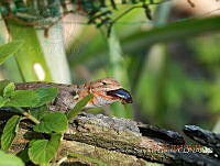 FSG002 Sceloporus variabilis.jpg