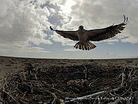 MABR001 Pandion haliaetus.jpg