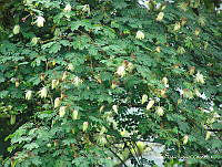 OTVHK040-933 Zapoteca formosa.TIF