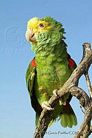 EGP0209 Amazona oratrix.jpg