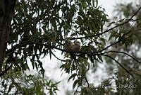 PRB0148 Myiopsitta monachus.jpg