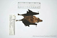 AAGC0060 Leptonycteris curasoae.jpg