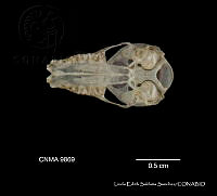 LESS 0441 Natalus stramineus ssp. saturatus.JPG