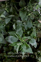 IMDOC4035 Amaranthus cruentus.jpg