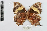 JF018 0321 Hypna clytemnestra mexicana.jpg