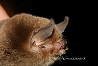 JCC0299 Pteronotus davyi ssp. fulvus.JPG