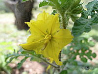 JCSM078 Solanum rostratum.jpg