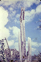 3182 Cephalocereus senilis.jpg