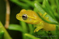 IMDOC0982 Tlalocohyla smithi.jpg