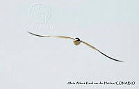 AAKVDH 0100 Sternula antillarum.JPG