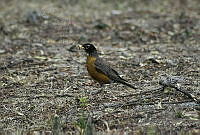 JRRO0187 Turdus migratorius.jpg