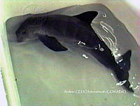 NBA0017 Phocoena sinus.jpg