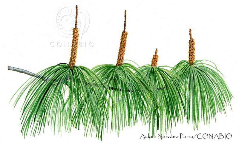 ANP0229%20Pinus%20jaliscana.jpg.qyfZ1vPzMWlJ839hQA3g0JtbmFja29CbnFuZ3NAbXJ6LGtwZwA.BDX Ysb63z