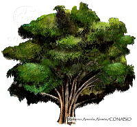 RAA0121 Taxodium mucronatum.jpg