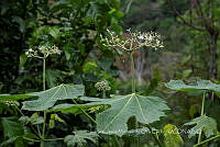 IMDOC3897 Cnidoscolus aconitifolius.jpg
