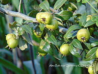 ZG007 0151 Crataegus mexicana.jpg
