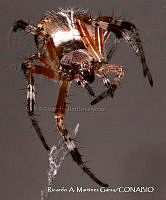 RAMGF 0016 Metepeira.jpg