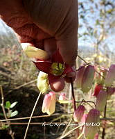 AACH 0048 Kalanchoe pinnata.jpg