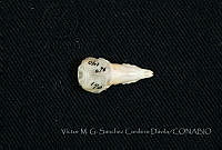 VMS-CD0179 Cryptotis griseoventris.JPG