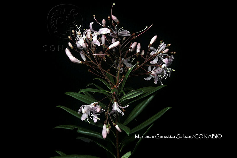 Bejaria aestuans