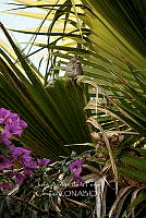 JAPC 0003 Haemorhous mexicanus.jpg