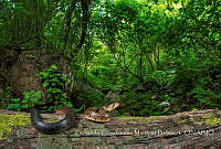 FCMB002 Drymarchon melanurus.jpg