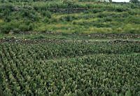 EHX0421 Opuntia sp..JPG