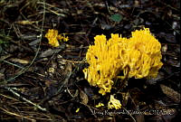 3254 Ramaria sp..jpg