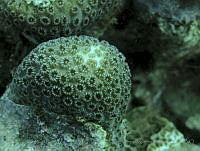 JAJ0801 Orbicella annularis.jpg