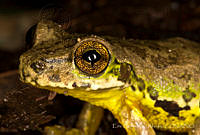 ECA0188 Charadrahyla taeniopus.jpg