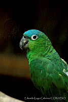 ELC0058 Amazona farinosa.jpg