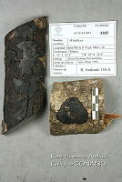 HC014 0138 Whalleya.jpg