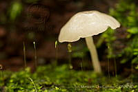 IMDOC1613 Fungi.jpg