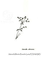 MARL0535 Pisoniella arborescens.jpg