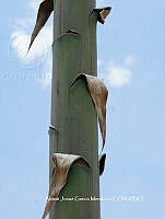 AJGM0034 Agave applanata.JPG