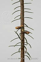 IMDOC 4813 Abies religiosa.jpg