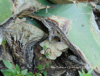 ZG007 0476 Pleurotus opuntiae.jpg