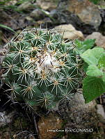 IRR 0253 Coryphantha.jpg